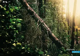 «Не зная броду…» Приключения бобруйских грибников в Черных Бродах