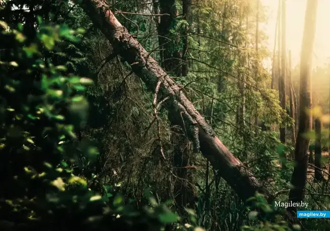 «Не зная броду…» Приключения бобруйских грибников в Черных Бродах