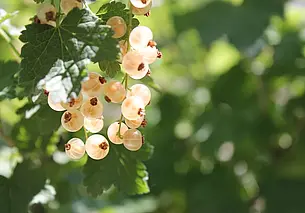 Дождь с грозой и до плюс 30: какой будет погода в Могилеве во вторник 8 июля