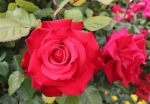 Простой способ продлить цветение роз