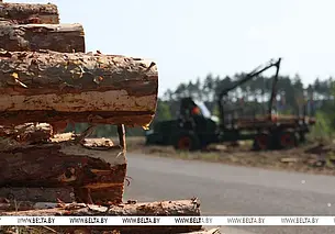 Лукашенко потребовал к 1 сентября убрать поваленный лес