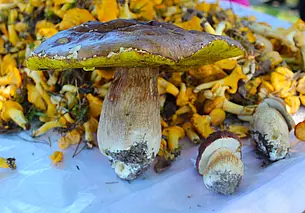 Цена на лисички падает, но и грибов становится больше