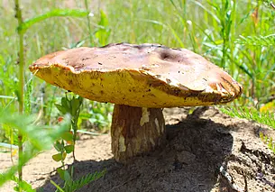 Можно ли есть червивые грибы? Разбираемся в вечном споре грибников