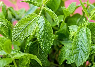 Июль – время сушить мяту. Рассказываем, как это делать правильно