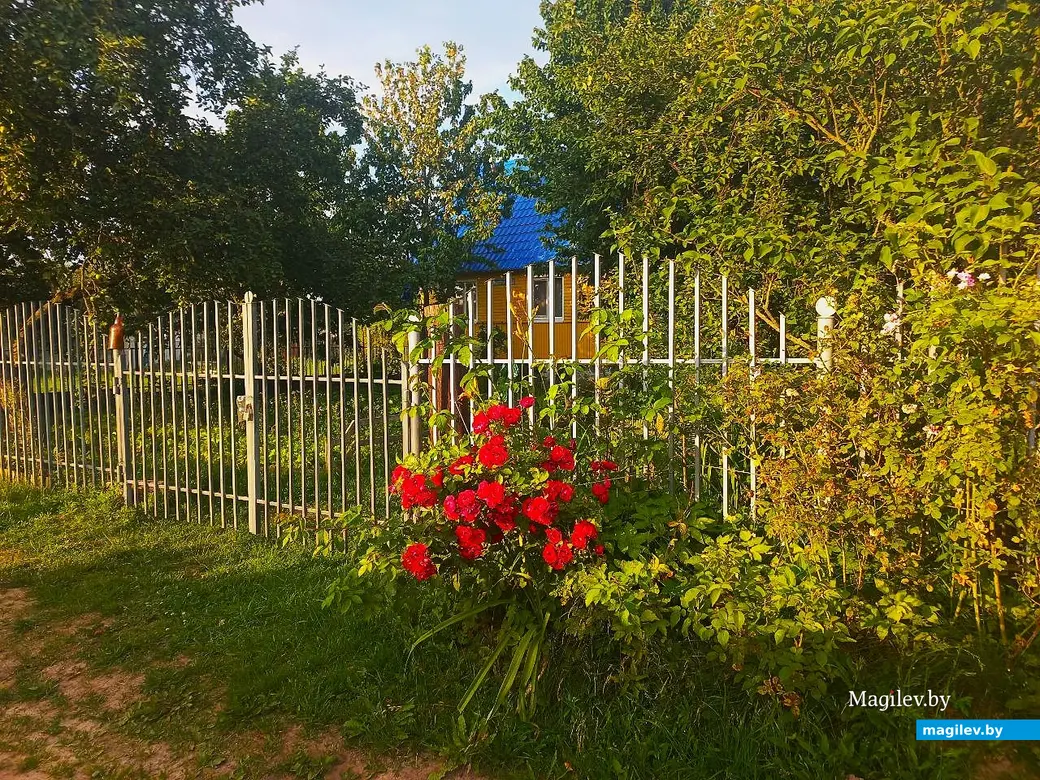 08.07.2025, агрогородок Евдокимовичи. Улица Садовая.