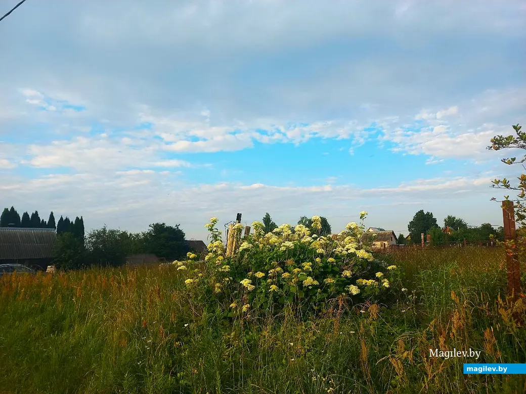 08.07.2025, агрогородок Евдокимовичи. Улица Садовая.