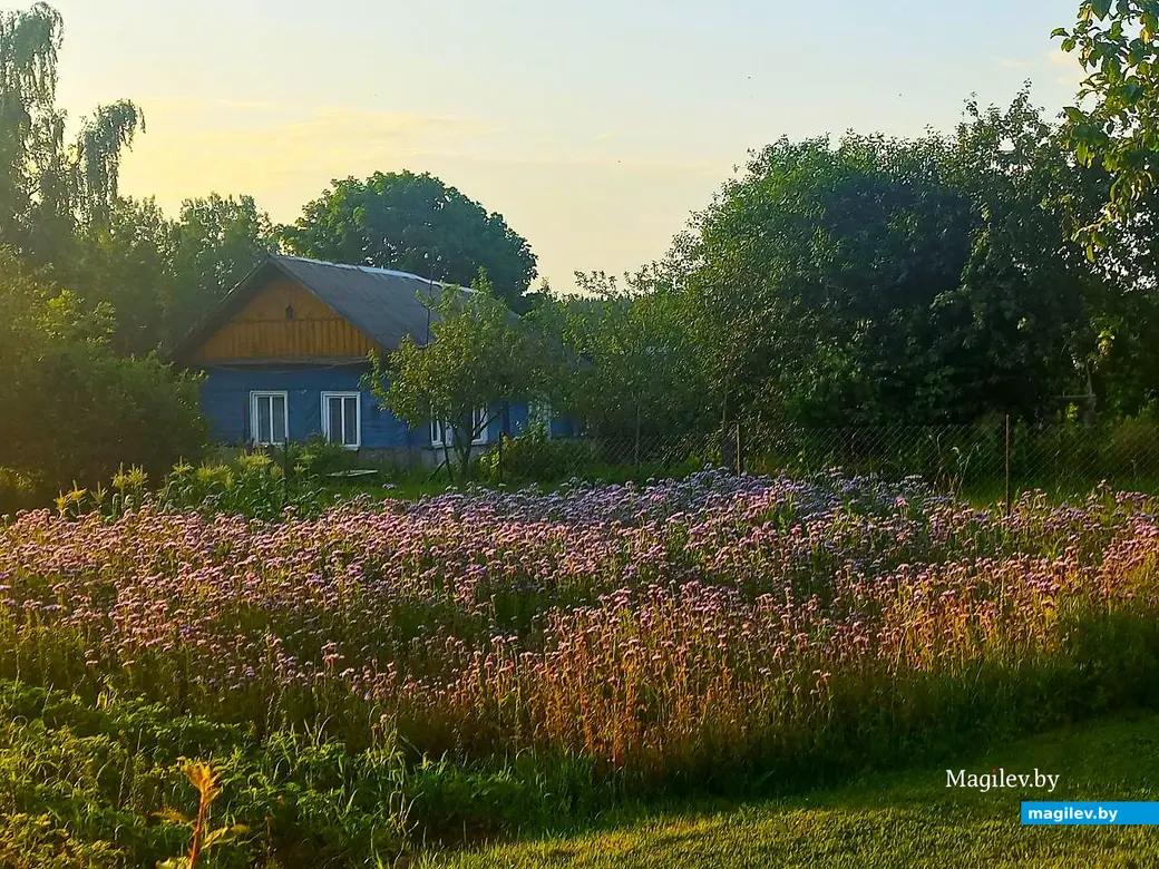 08.07.2025, агрогородок Евдокимовичи. Улица Садовая.