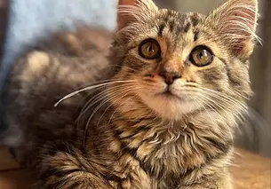 Щенята, спасенная собака и кот Дымок: кто ищет хозяина в Могилеве