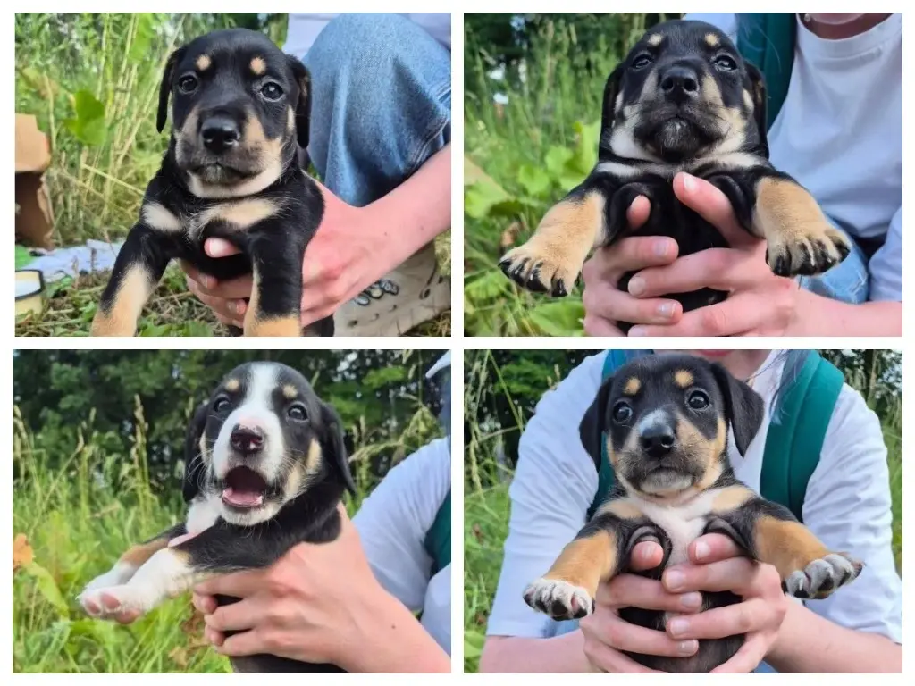 Четверо щенят.