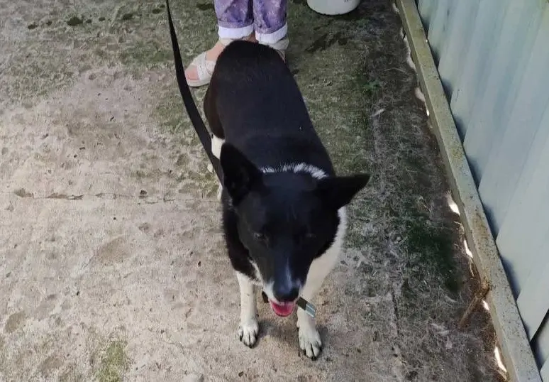 Преданный пес