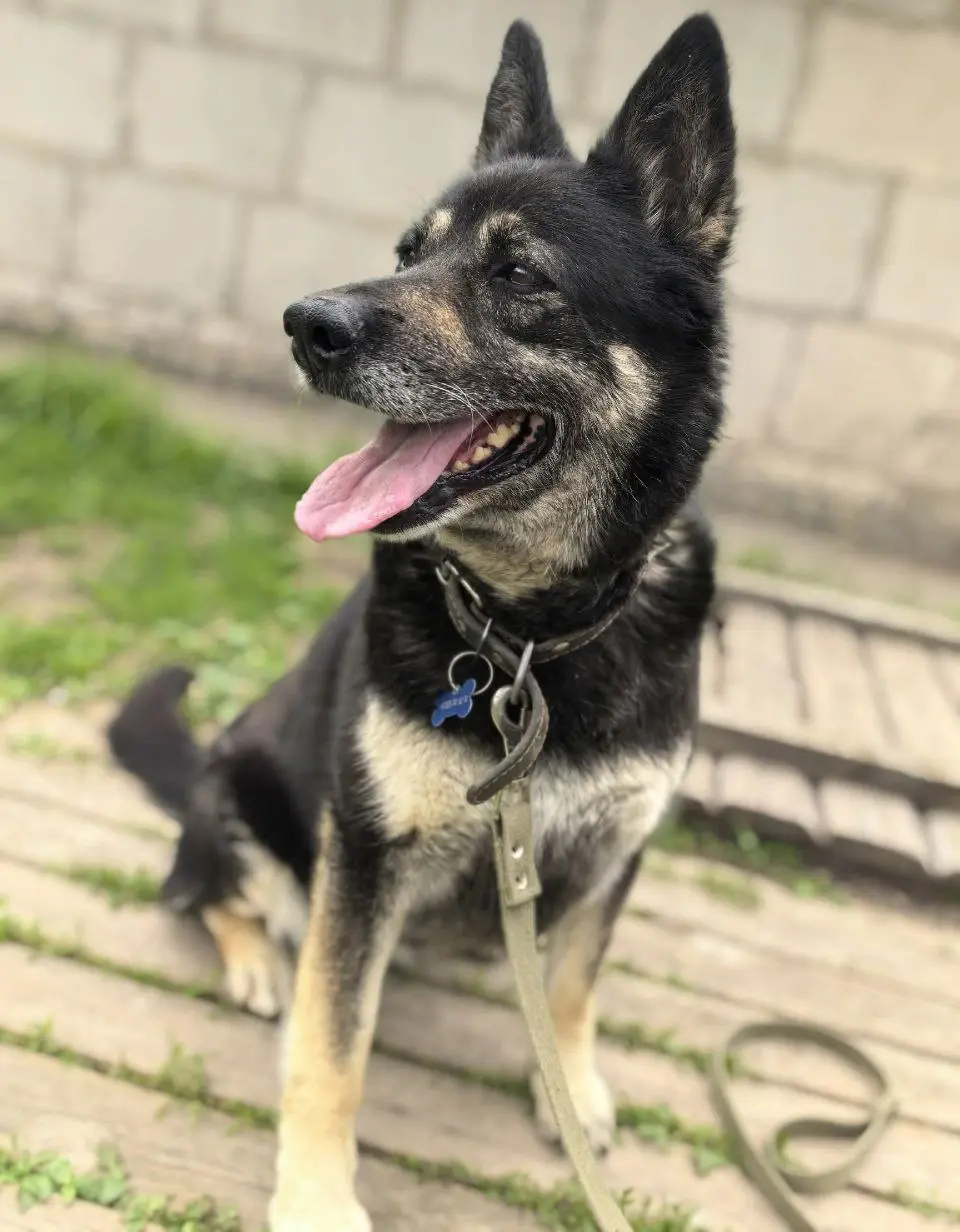 собака Джули.