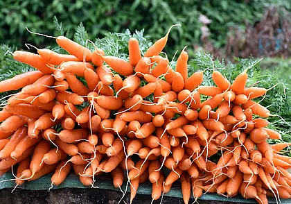 До наступления заморозков: убираем морковь вовремя