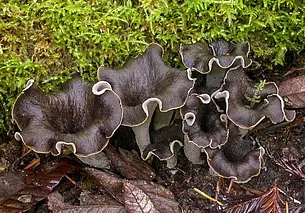 Сбор запрещен: в Красную книгу Беларуси добавили три новых вида грибов