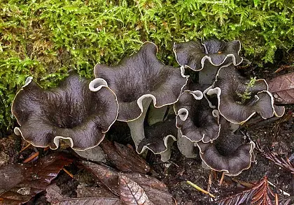 Сбор запрещен: в Красную книгу Беларуси добавили три новых вида грибов
