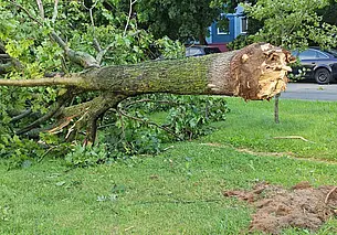 С разрешением или без: в Минприроды рассказали, как правильно убирать упавшие деревья