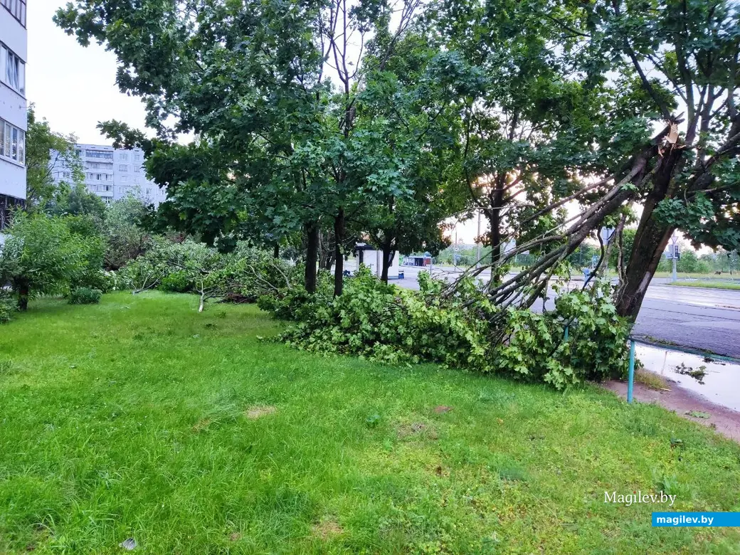 10.07.2025 г. Могилев, ул. Симонова.