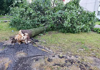 Ночной ураган в Могилеве: повалены деревья, нарушена система энергоснабжения