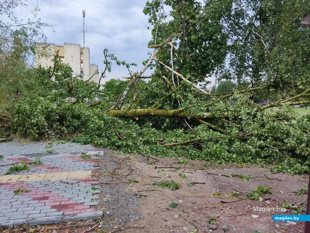 10.07.2025 г. Могилев, ул. Симонова.