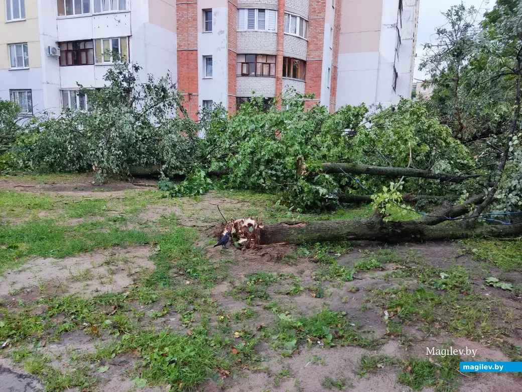 10.07.2025 г. Могилев, ул. Симонова.