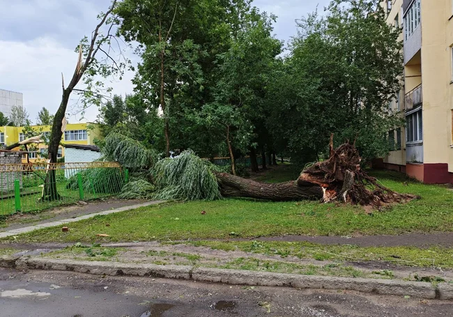 4766 деревьев повредил ураган в Могилеве в ночь с 9 на 10 июля