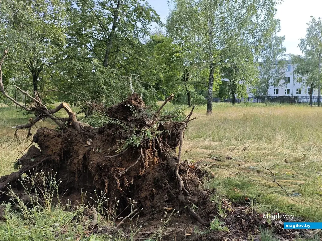 10 июля 2025 года. Могилев. Парк возле Святого озера.