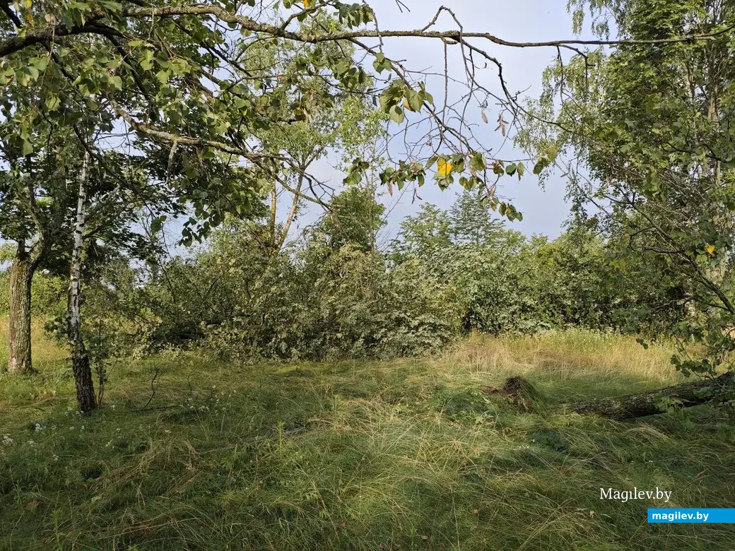 10 июля 2025 года. Могилев. Парк возле Святого озера.