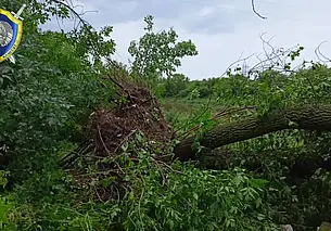 Женщина погибла из-за поваленного дерева в Могилеве во время урагана