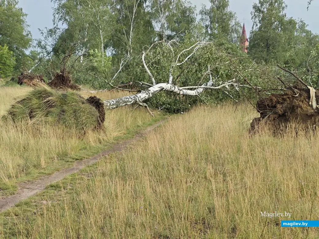 10 июля 2025 года. Могилев. Парк возле Святого озера.