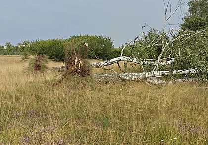 Ночной ураган в Могилеве: вырваны с корнями деревья в парке возле Святого озера. Фотофакт