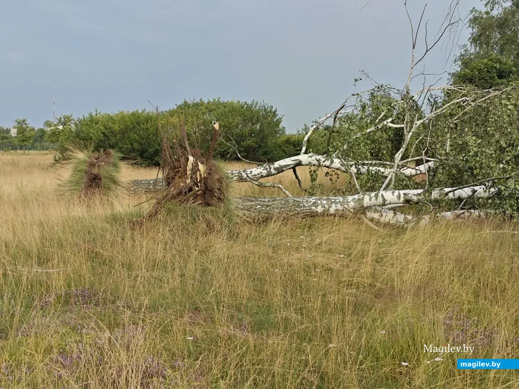 10 июля 2025 года. Могилев. Парк возле Святого озера.