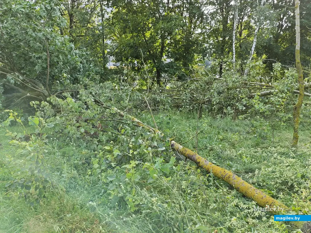 10 июля 2025 года. Могилев. Парк возле Святого озера.