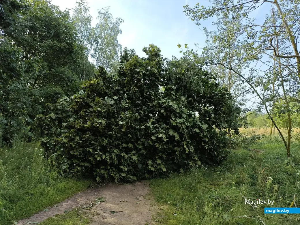 10 июля 2025 года. Могилев. Парк возле Святого озера.