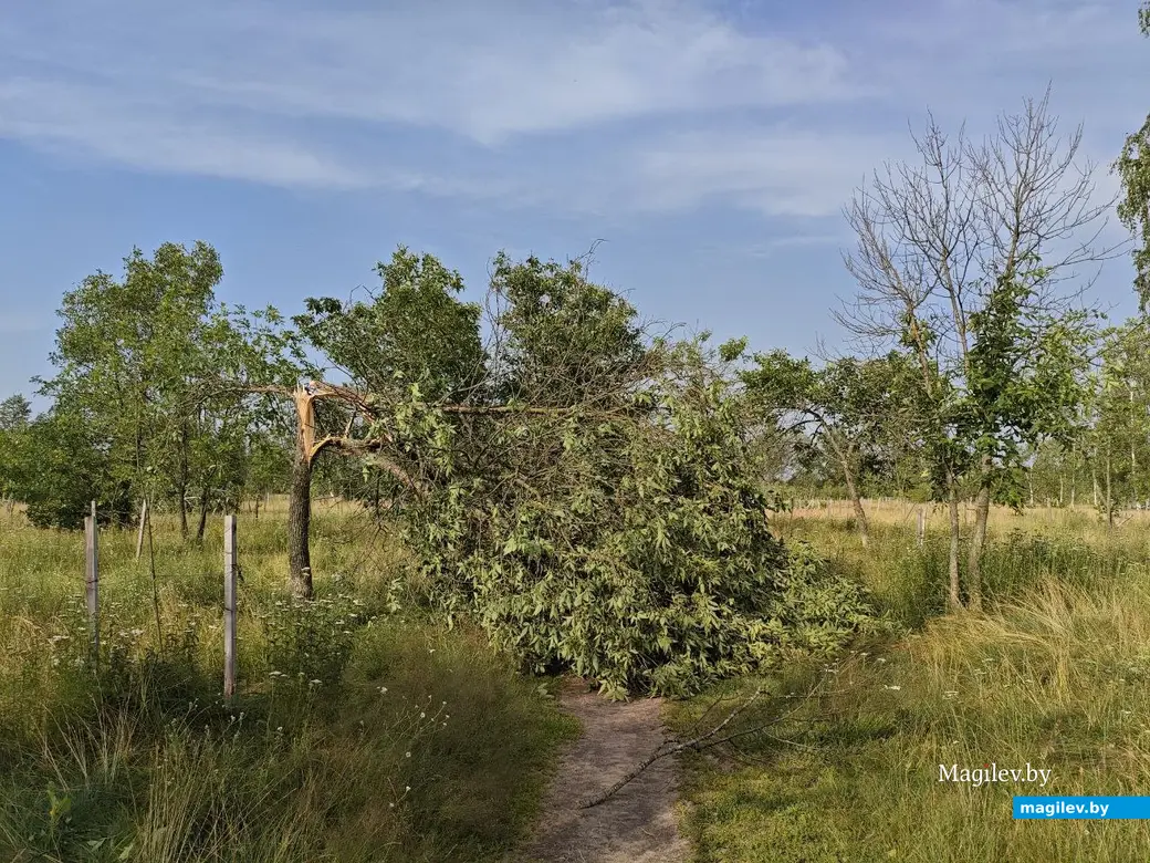 10 июля 2025 года. Могилев. Парк возле Святого озера.