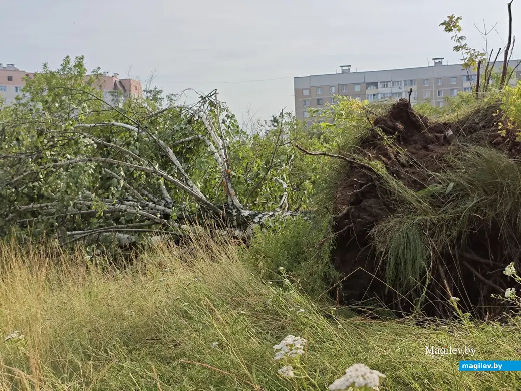 10 июля 2025 года. Могилев. Парк возле Святого озера.