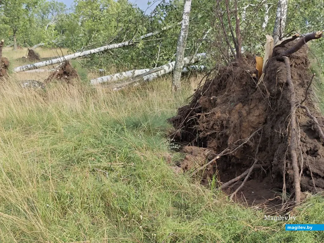 10 июля 2025 года. Могилев. Парк возле Святого озера.