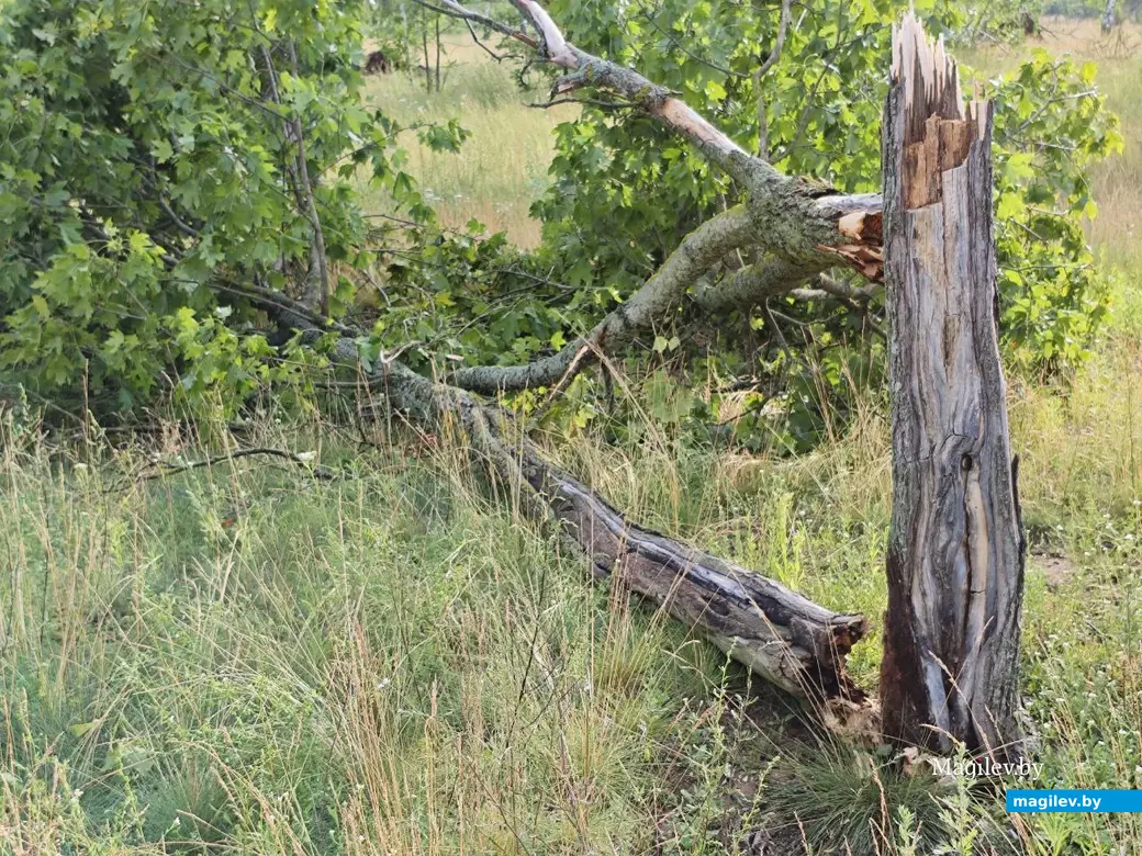 10 июля 2025 года. Могилев. Парк возле Святого озера.