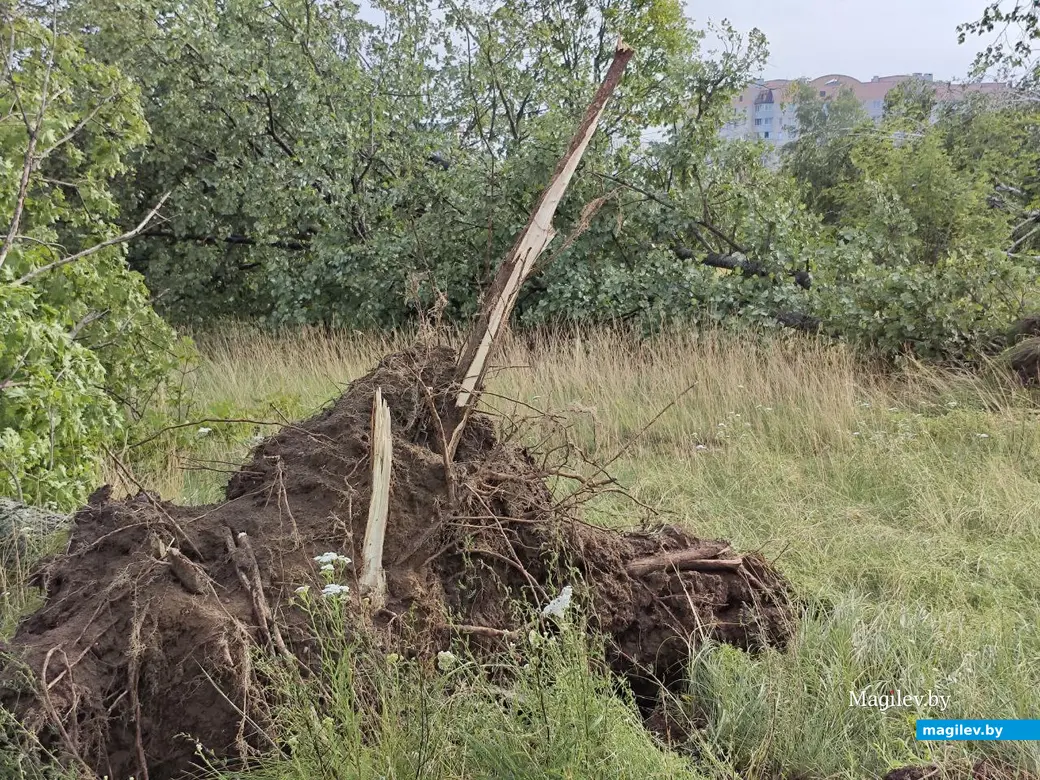 10 июля 2025 года. Могилев. Парк возле Святого озера.
