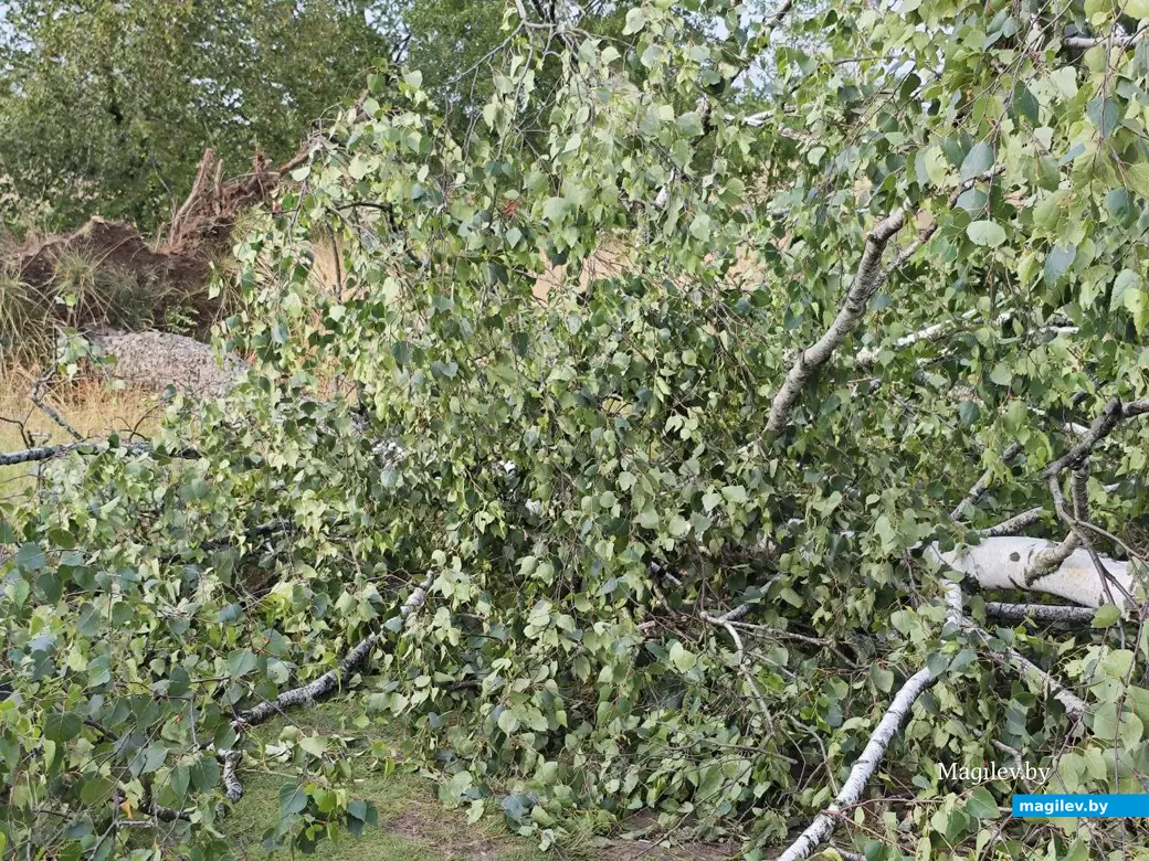 10 июля 2025 года. Могилев. Парк возле Святого озера.