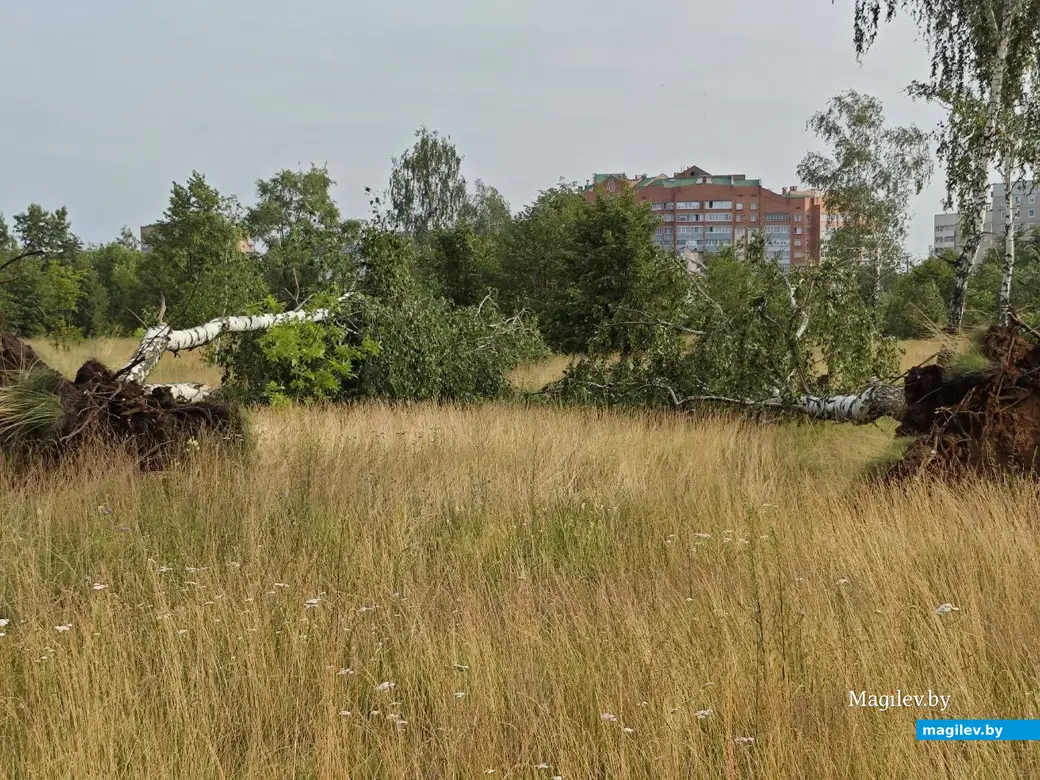 10 июля 2025 года. Могилев. Парк возле Святого озера.