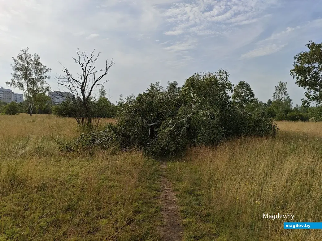 10 июля 2025 года. Могилев. Парк возле Святого озера.
