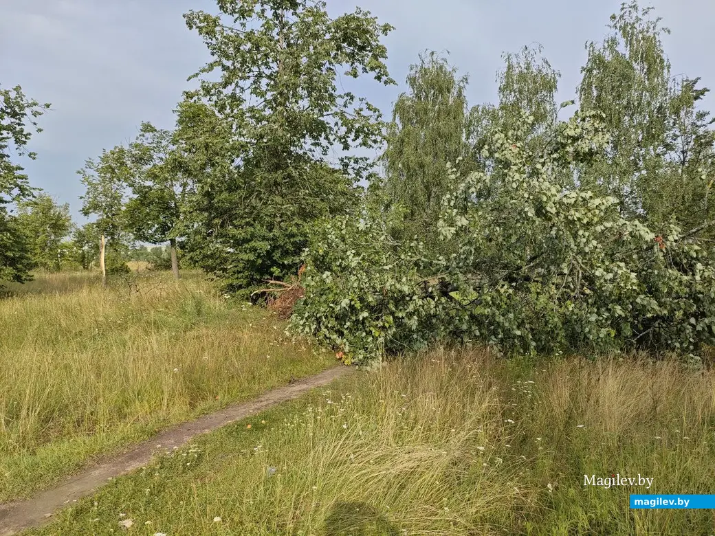 10 июля 2025 года. Могилев. Парк возле Святого озера.