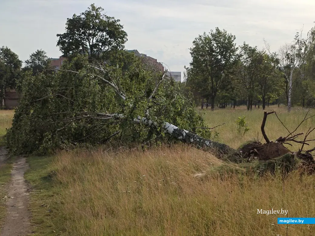 10 июля 2025 года. Могилев. Парк возле Святого озера.