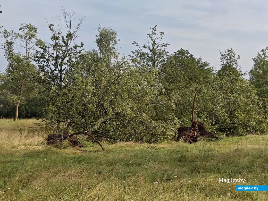 10 июля 2025 года. Могилев. Парк возле Святого озера.