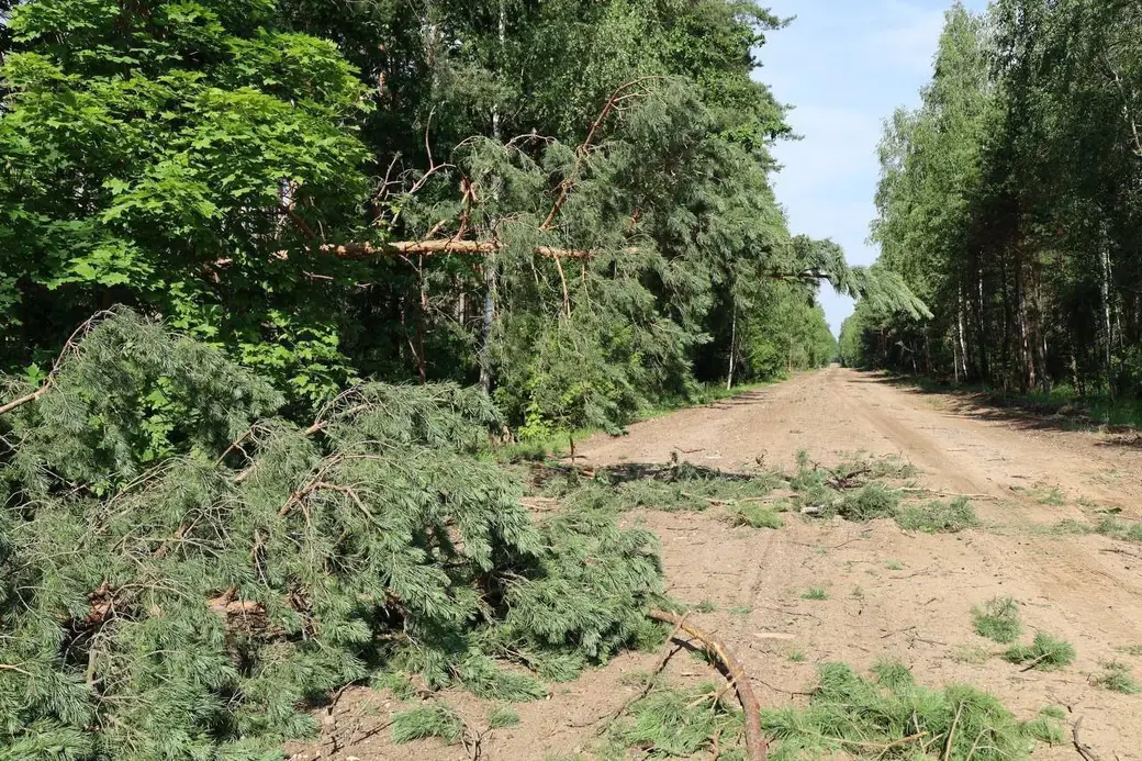 10 июля 2025 года. Лес. Могилевская область.