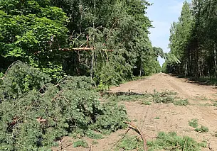 Порядка 300 га леса пострадало в Могилевской области во время стихии