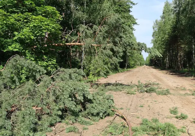Порядка 300 га леса пострадало в Могилевской области во время стихии