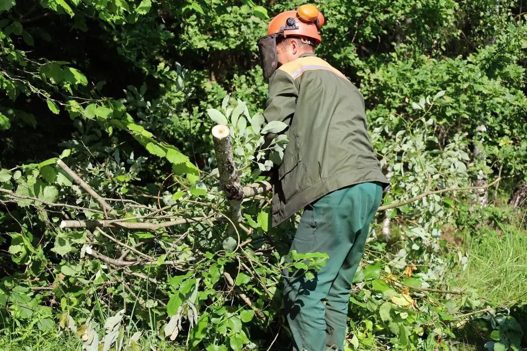 10 июля 2025 года. Лес. Могилевская область.