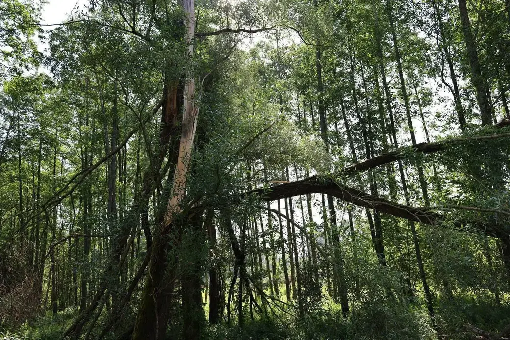 10 июля 2025 года. Лес. Могилевская область.