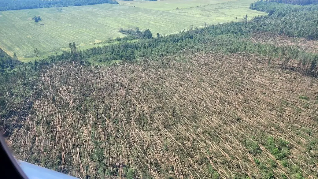 10 июля 2025 года. Лес. Могилевская область.