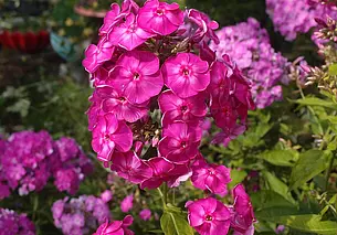 Подкормите флоксы в июле – они отблагодарят пышным цветением